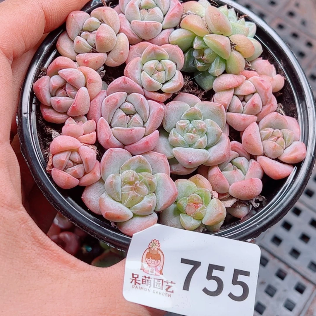 多肉植物多肉植物