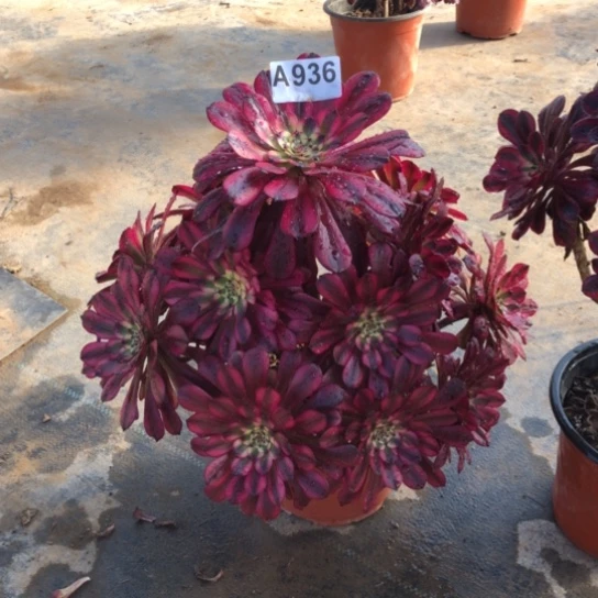 法师多肉植物红*法师936