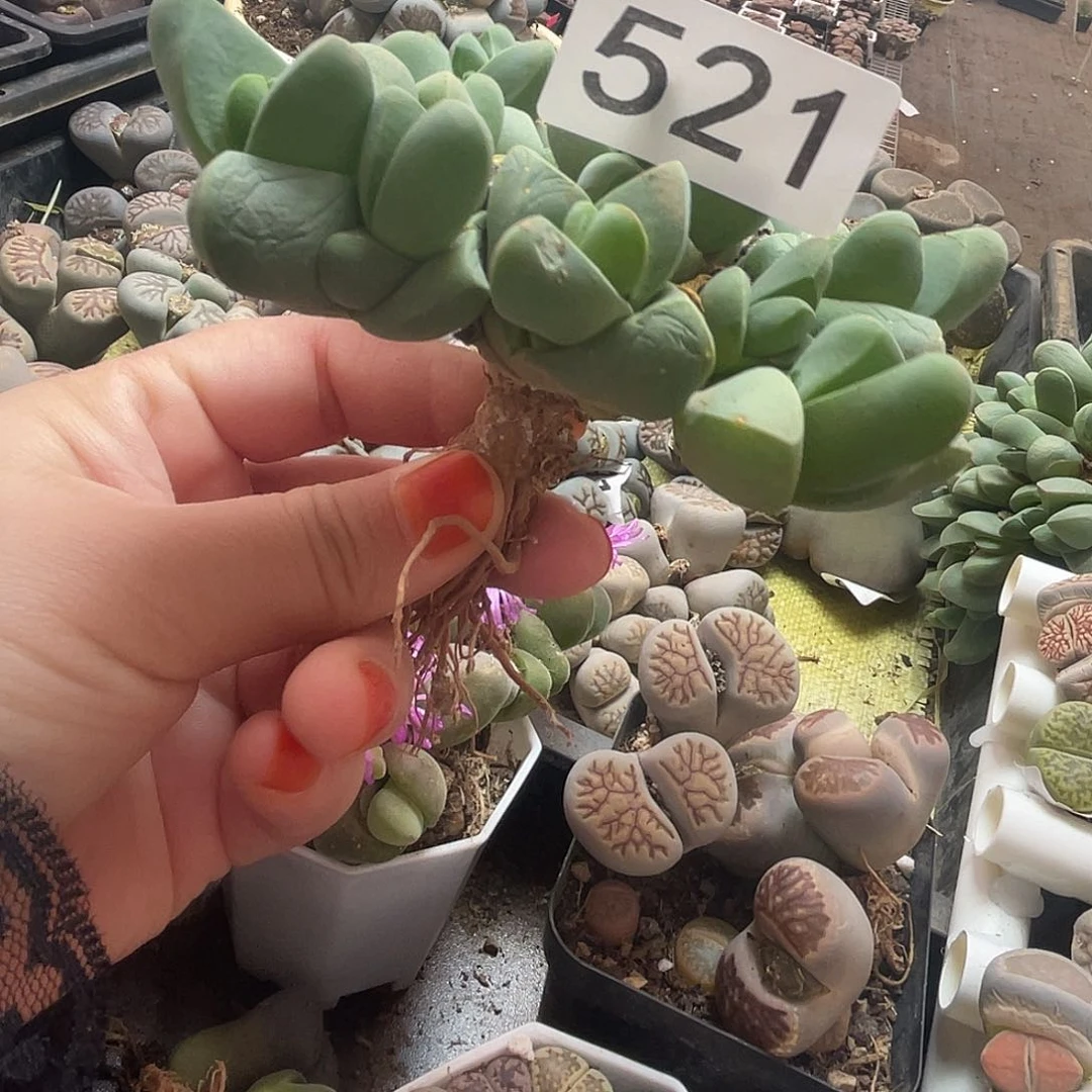 秋琴玉1颗5210000