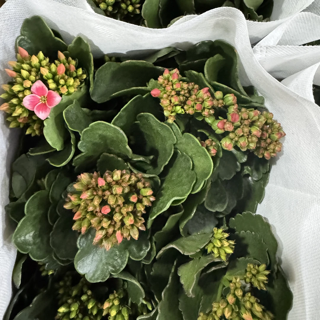 长寿花【随机5色单瓣】1加仑花苞发货