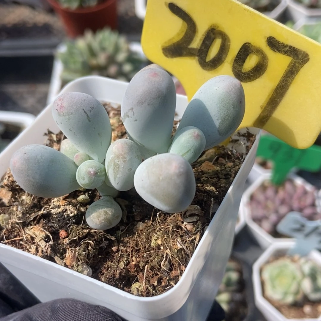 2007米可奶多肉植物保护