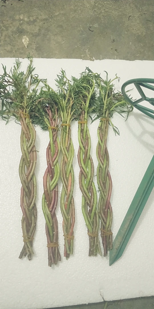 棒棒糖麻花辫子五条，加送枝条花枝条