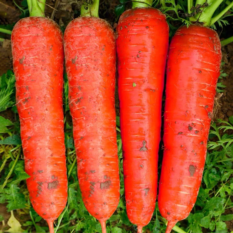 胡萝卜种子籽种红罗水果萝卜四季秋冬蔬菜种籽大全胡萝卜种孑种籽