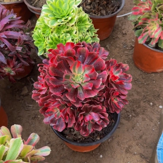 美杜莎9.9多肉植物