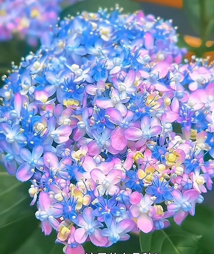 [三合千鸟]5加仑绣球断头半截老桩处理基地直发不退不换