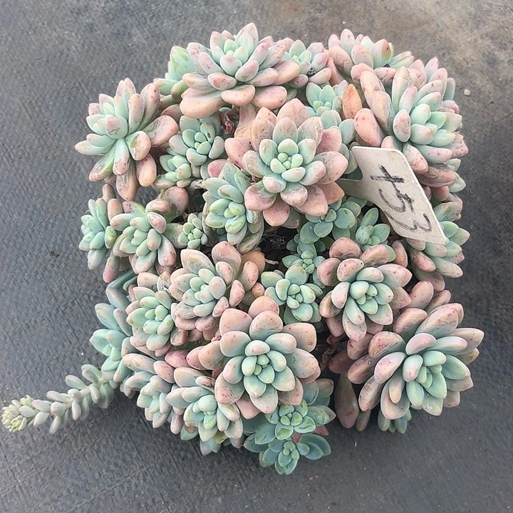 晨语多肉，一物一拍53