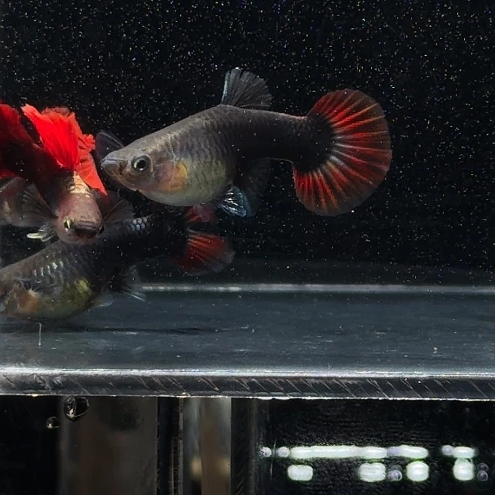 孔雀鱼扇子两对亚成