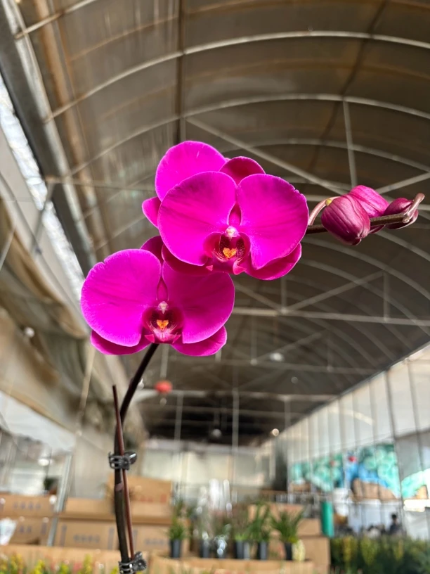 蝴蝶兰———(红太阳)开花发货