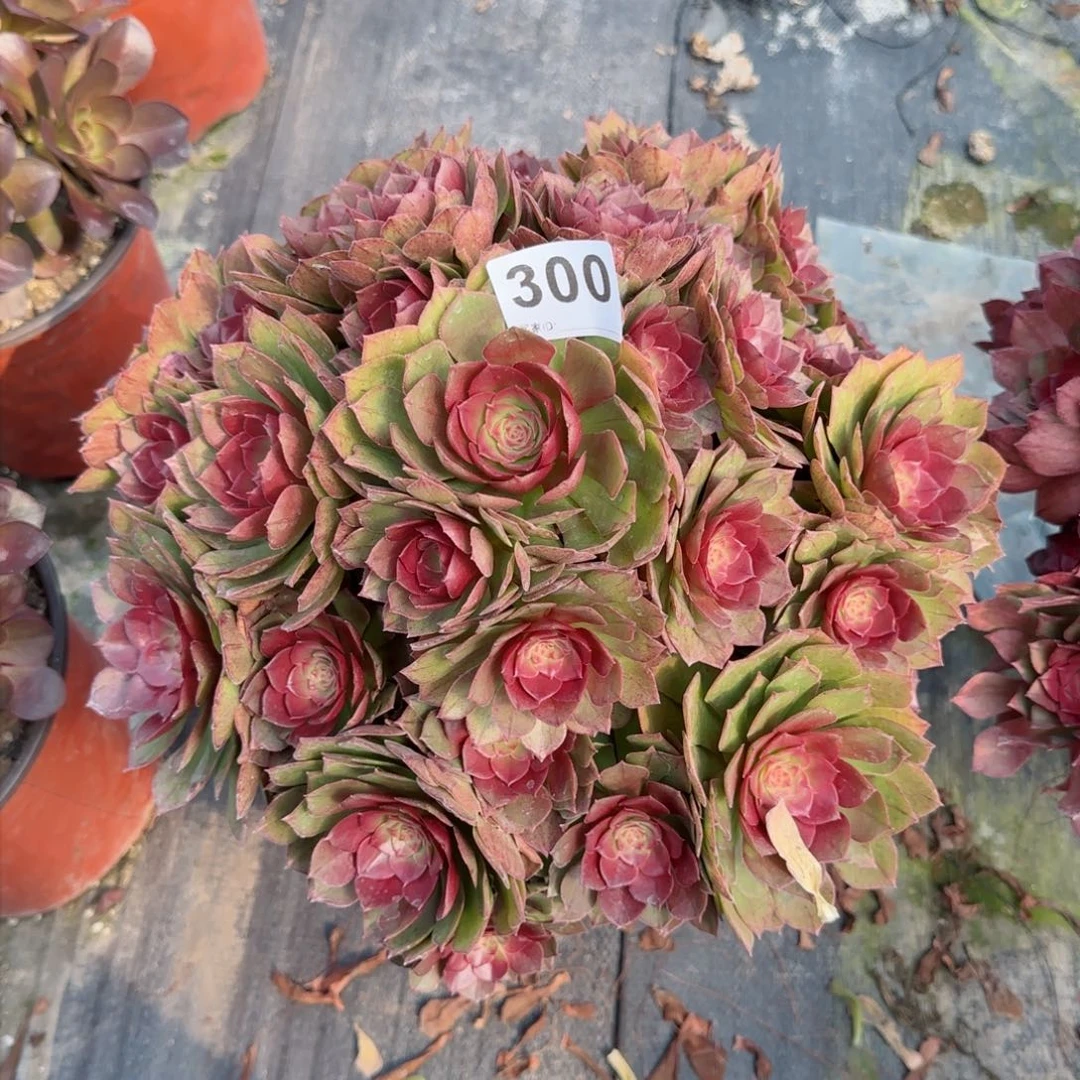 ?*乐300多肉植物桃花石