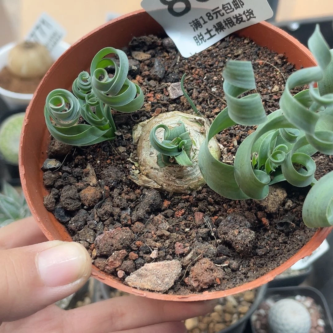 805弹簧草仙人球植物