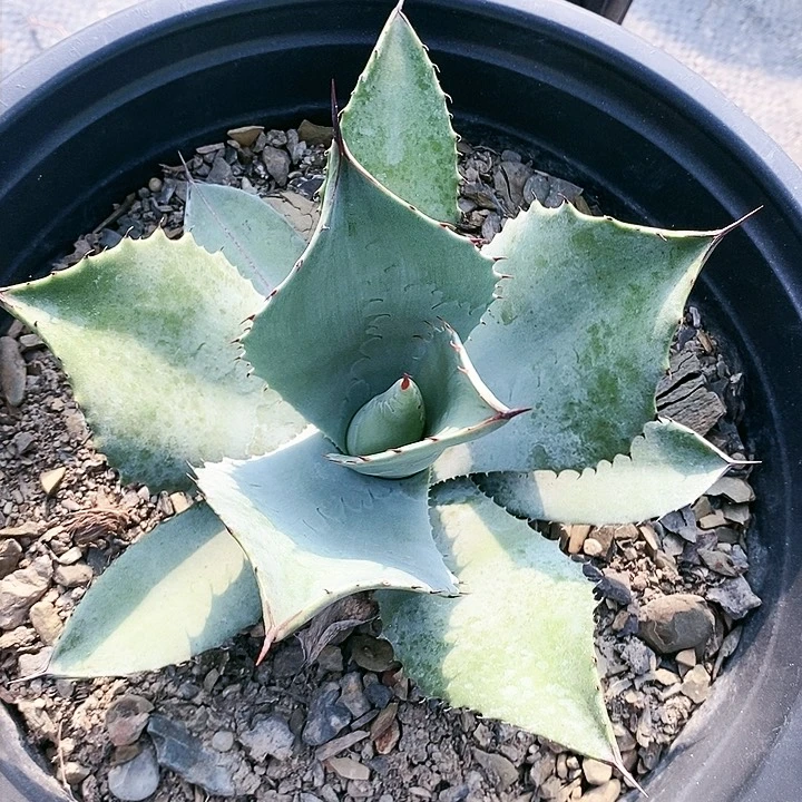 【闪购商品】无花朵不****0龙舌兰虚空高级灰