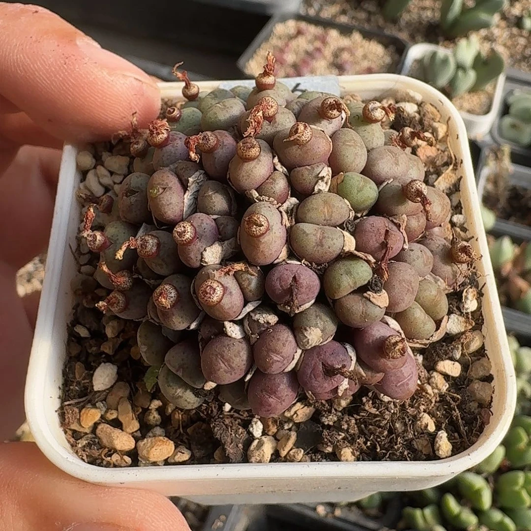 A802紫都鸟老母本可纯紫80多头