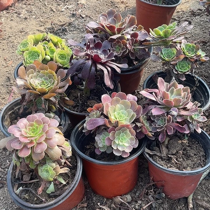 8棵玫瑰玫瑰玫瑰玫瑰