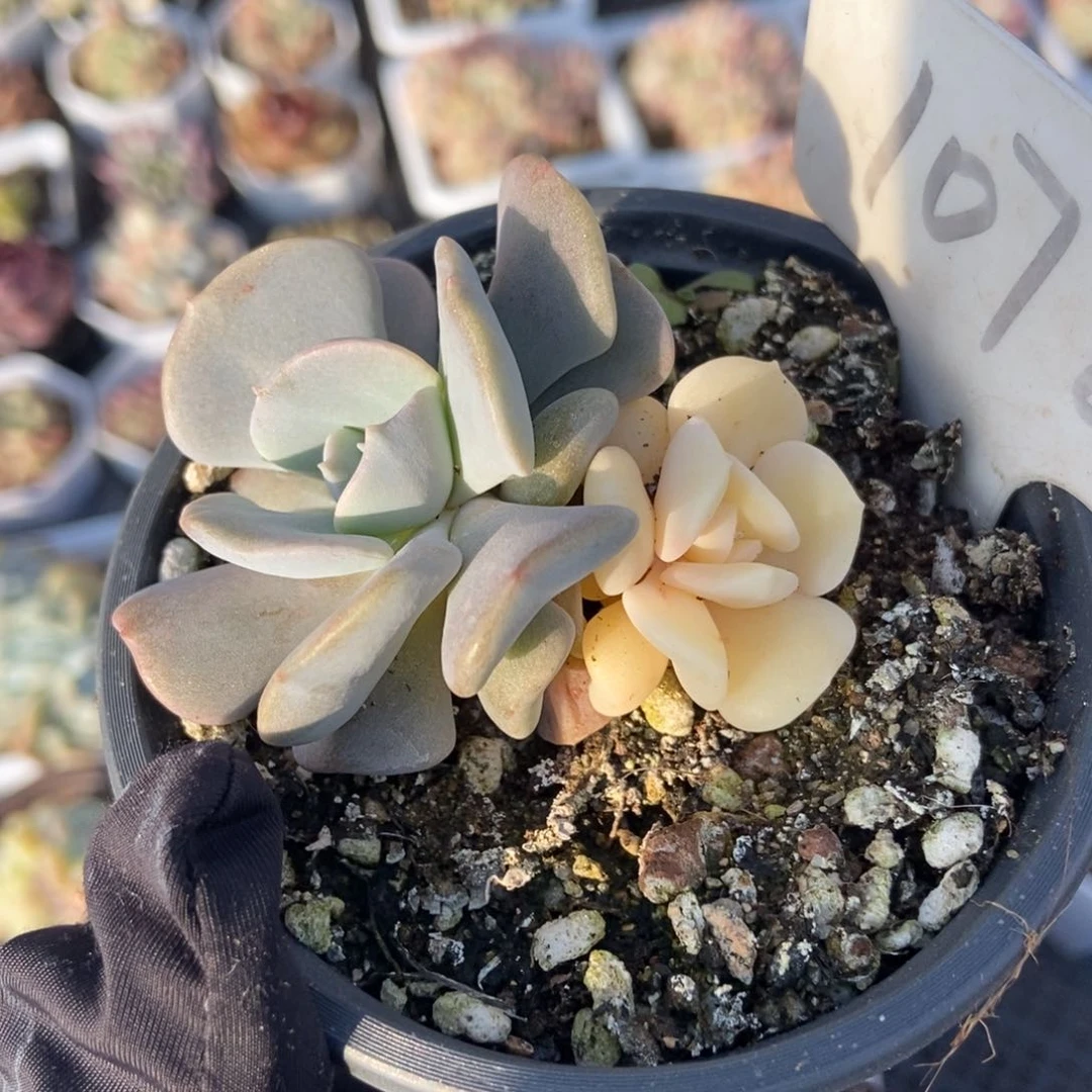 1072雪精灵锦多肉植物