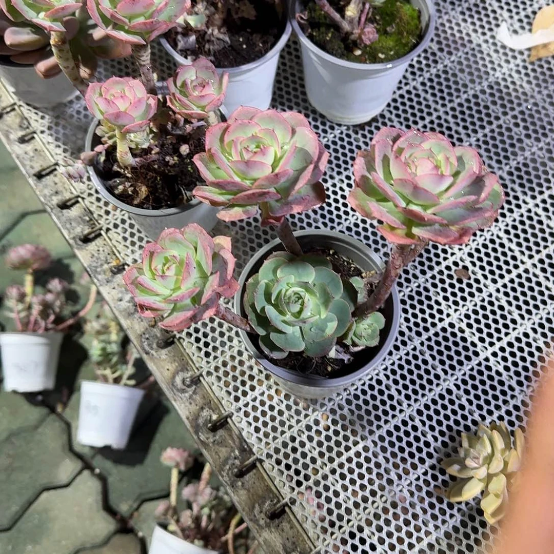 克罗地亚玫瑰多肉植物