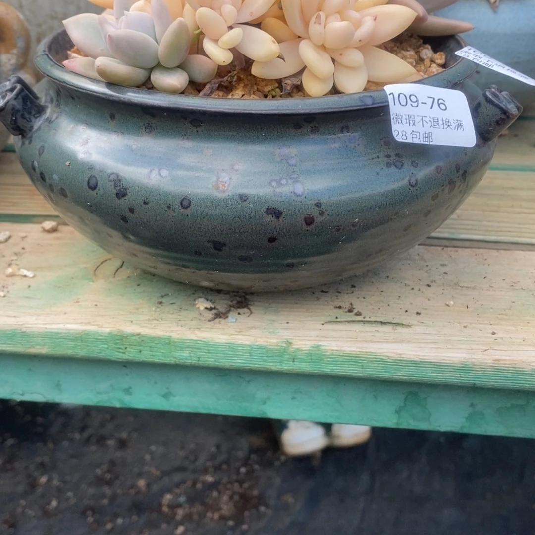 喜***狼76号多肉盆口径15