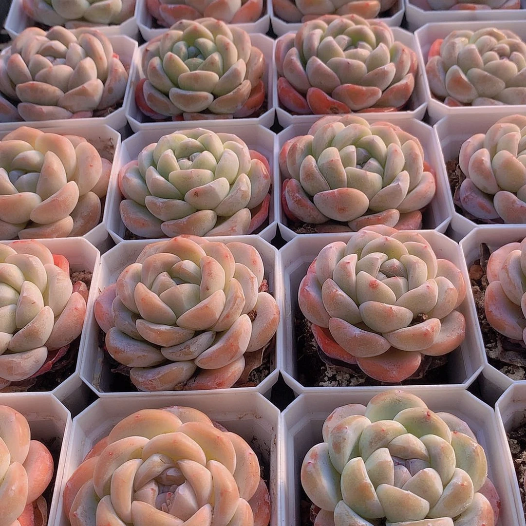 冰玉24578990000000