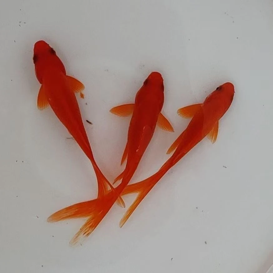 草金鱼冷水鱼小红草好养耐活淡水耐冷耐热耐活好养观赏鱼