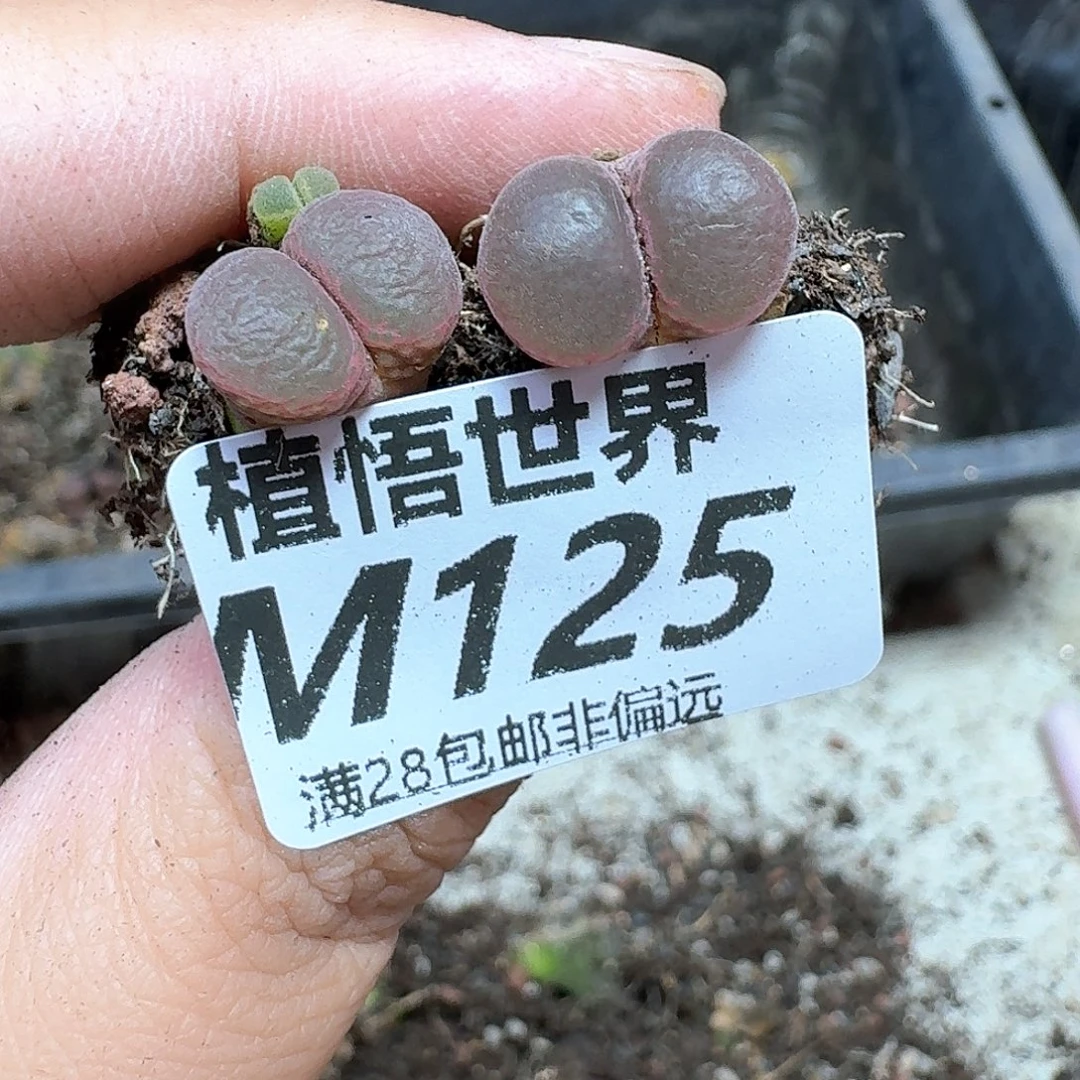 多肉植物的润泽地方