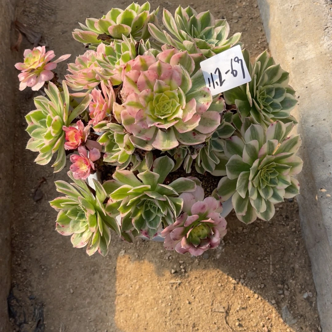 11-2-69粉海王法师锦