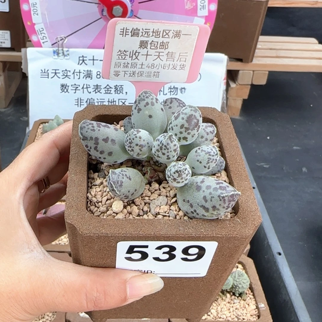 539特白肌海报多肉植物