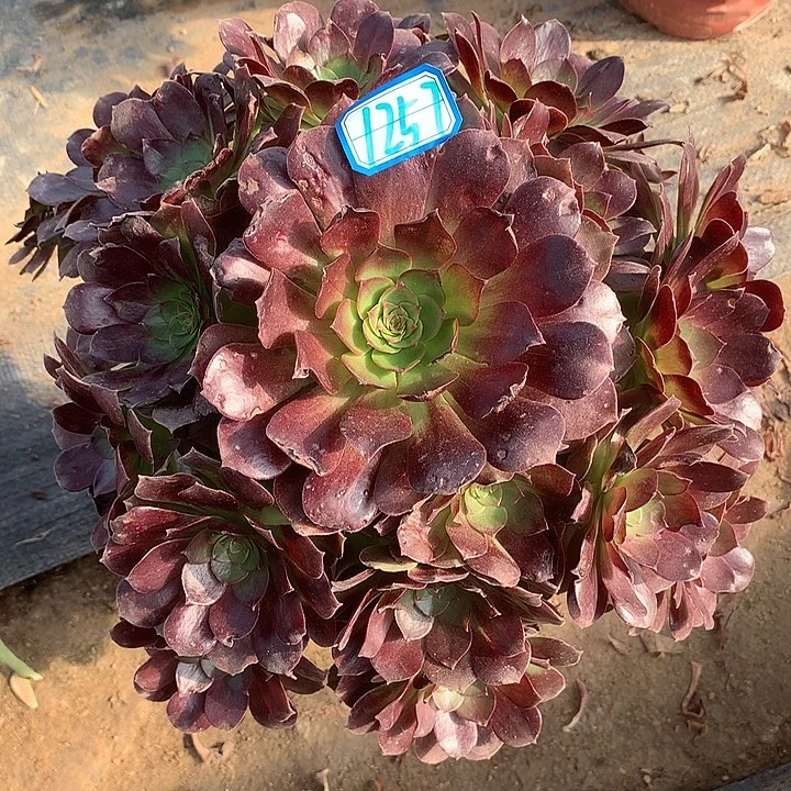 有断枝赤焰莲1257