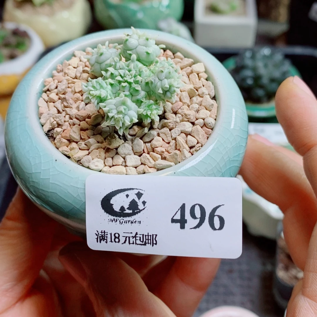 生石花花花花花花花花496