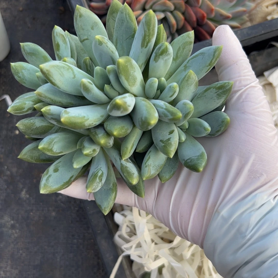 城*胖体哥特开播福利