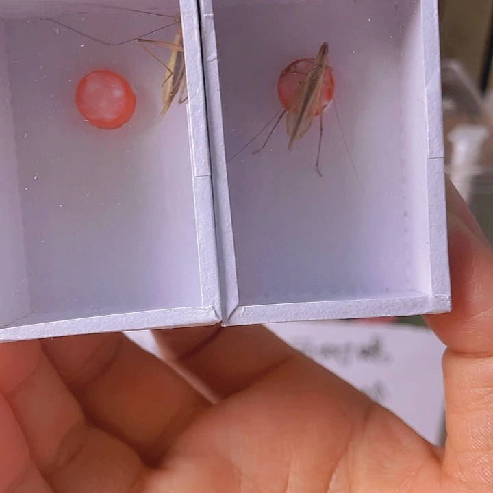 海***洁红竹2啊啊啊啊啊啊