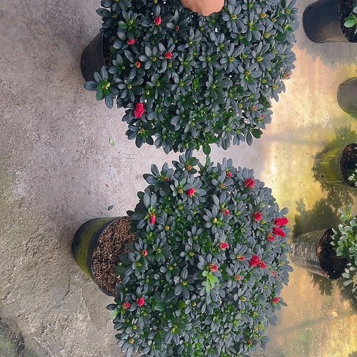 大部分花苞少量开放