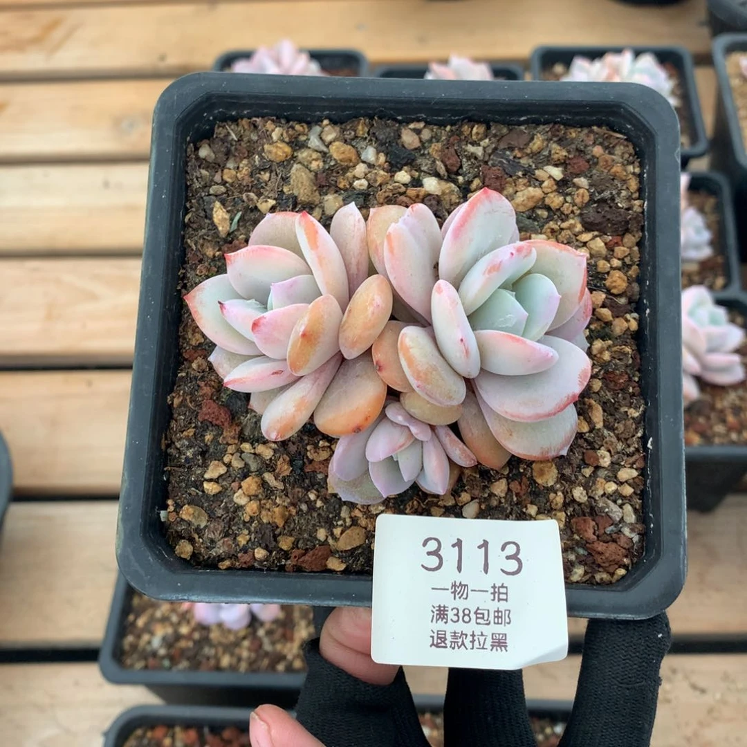 9厘米三头奶茶多肉3113