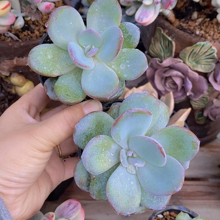 韩版奶茶两颗一组1111