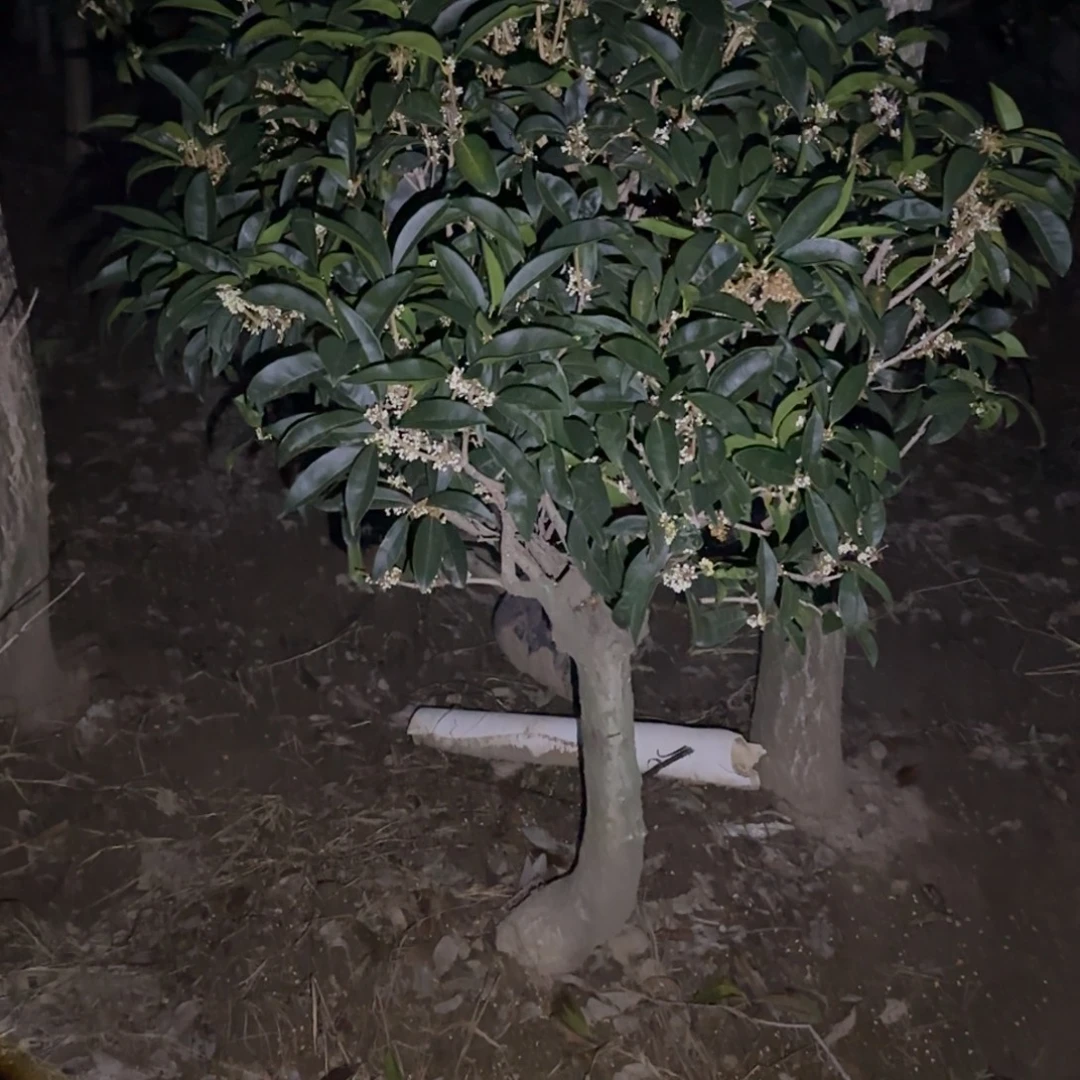 醉***风无花朵桂花。四季桂系列