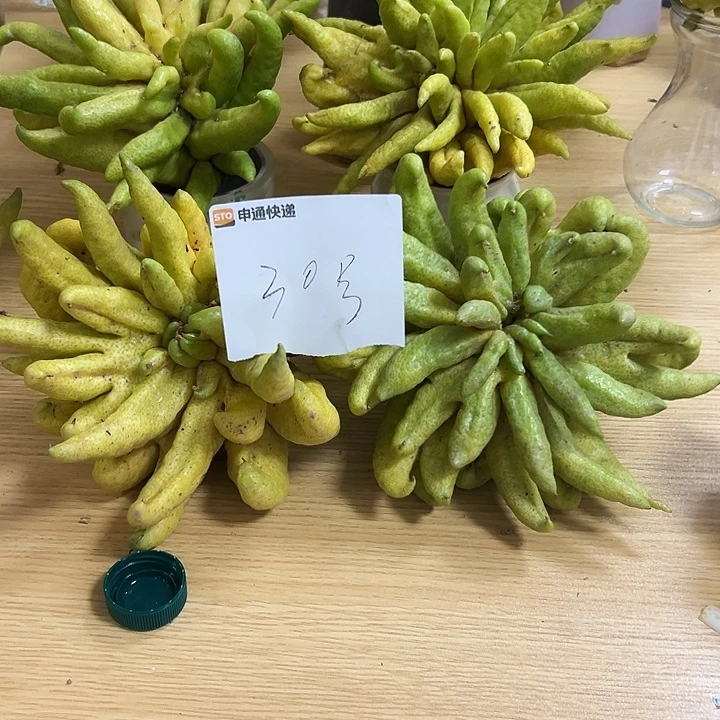 小***宝褚柑佛手柑种植面积达一