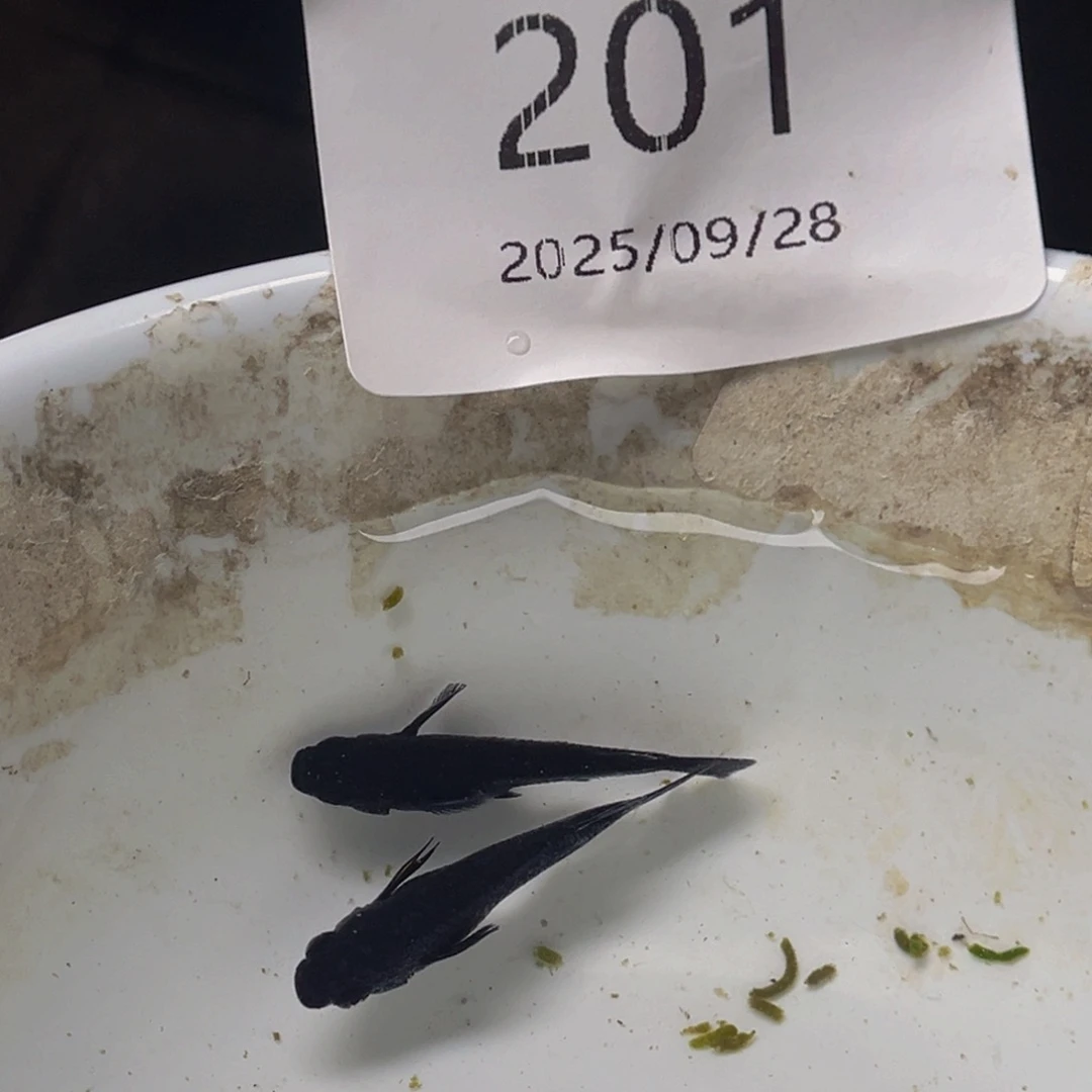 青鳉201飞梦大蛇一对