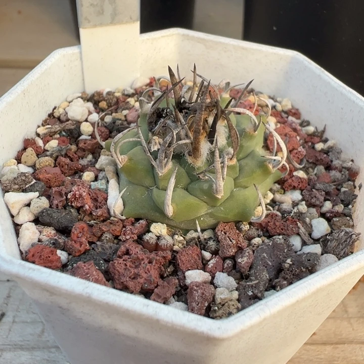 042实生根娇丽品种自辨多肉植物带盆土