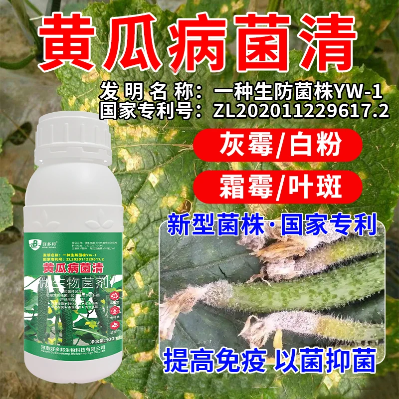 黄瓜病菌清专利生防菌株技术黄瓜霜霉灰霉叶斑炭疽清菌微生物菌剂
