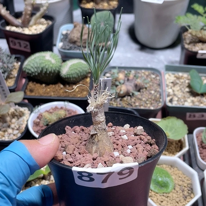 879产地GB豹纹弹簧草