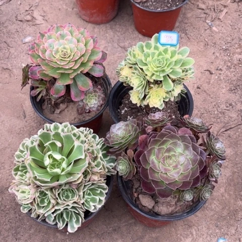 965多肉植物组合，