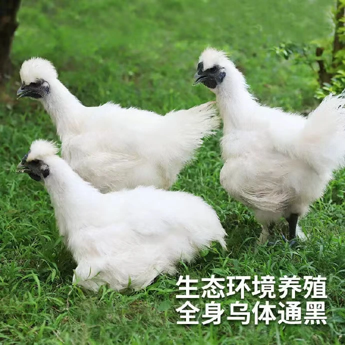 宠物鸡白乌鸡活体发货