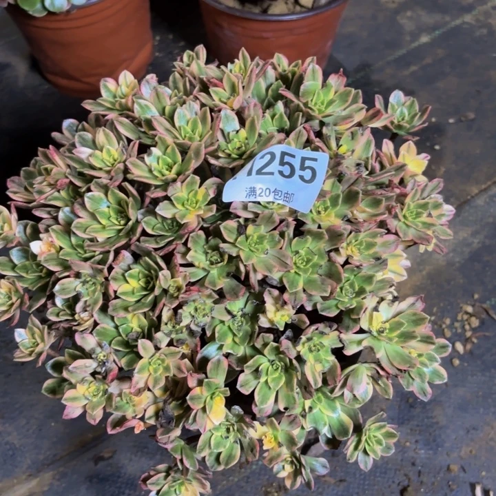 瑞妈多肉园艺255。甜茶