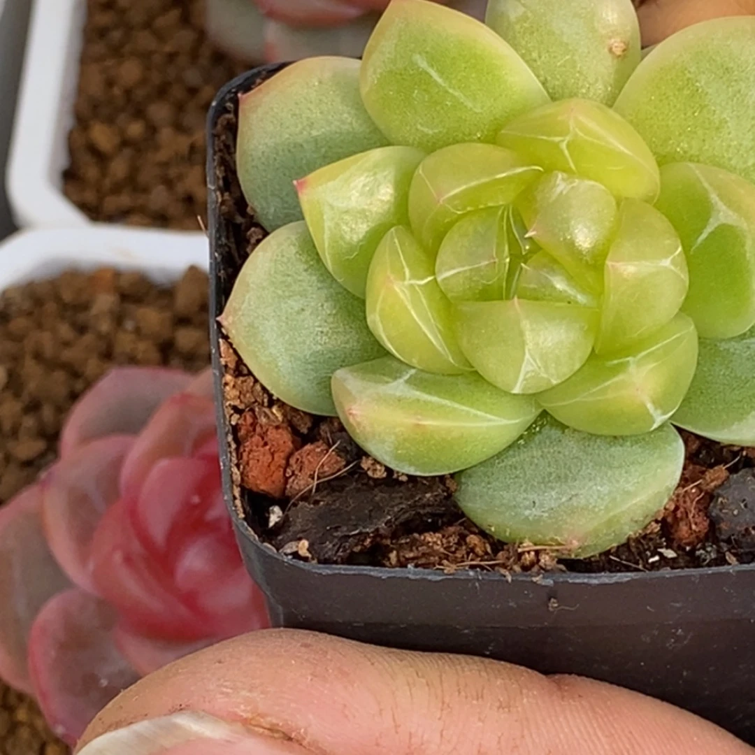 天官赐福百无禁忌