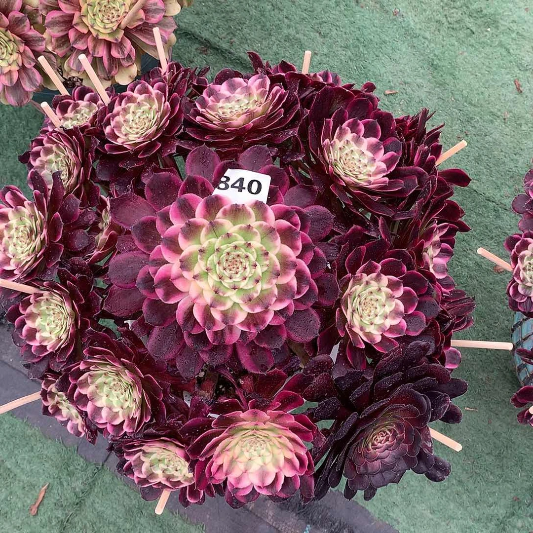 雨*840.紫烟多肉植物