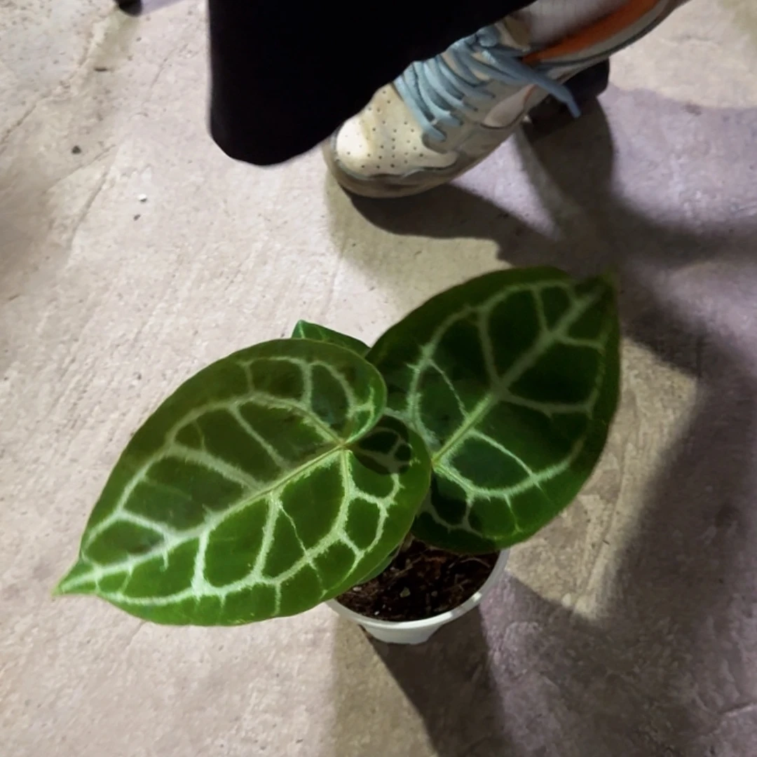 小***酱完全开放一物一拍R180