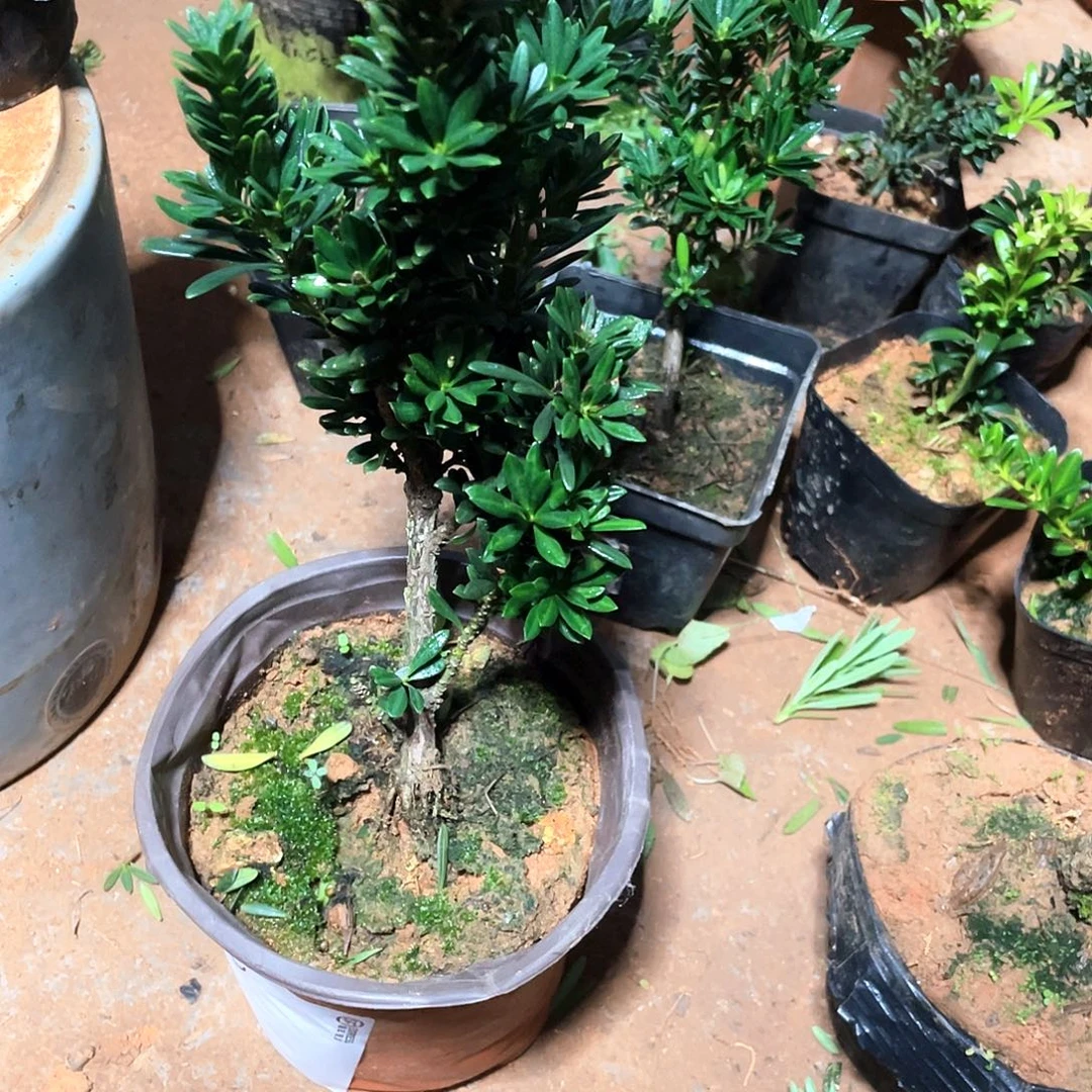 用***4无花朵罗汉松盆景素材罗汉松