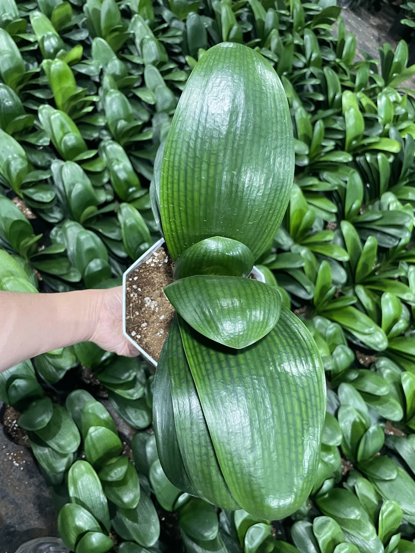 【四季常青】精品君子兰绿植室内好养盆栽带养护说明带肥料