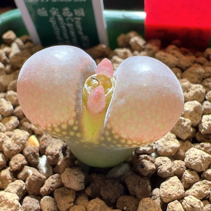 248。优选1799.9 home风铃。新品上新！