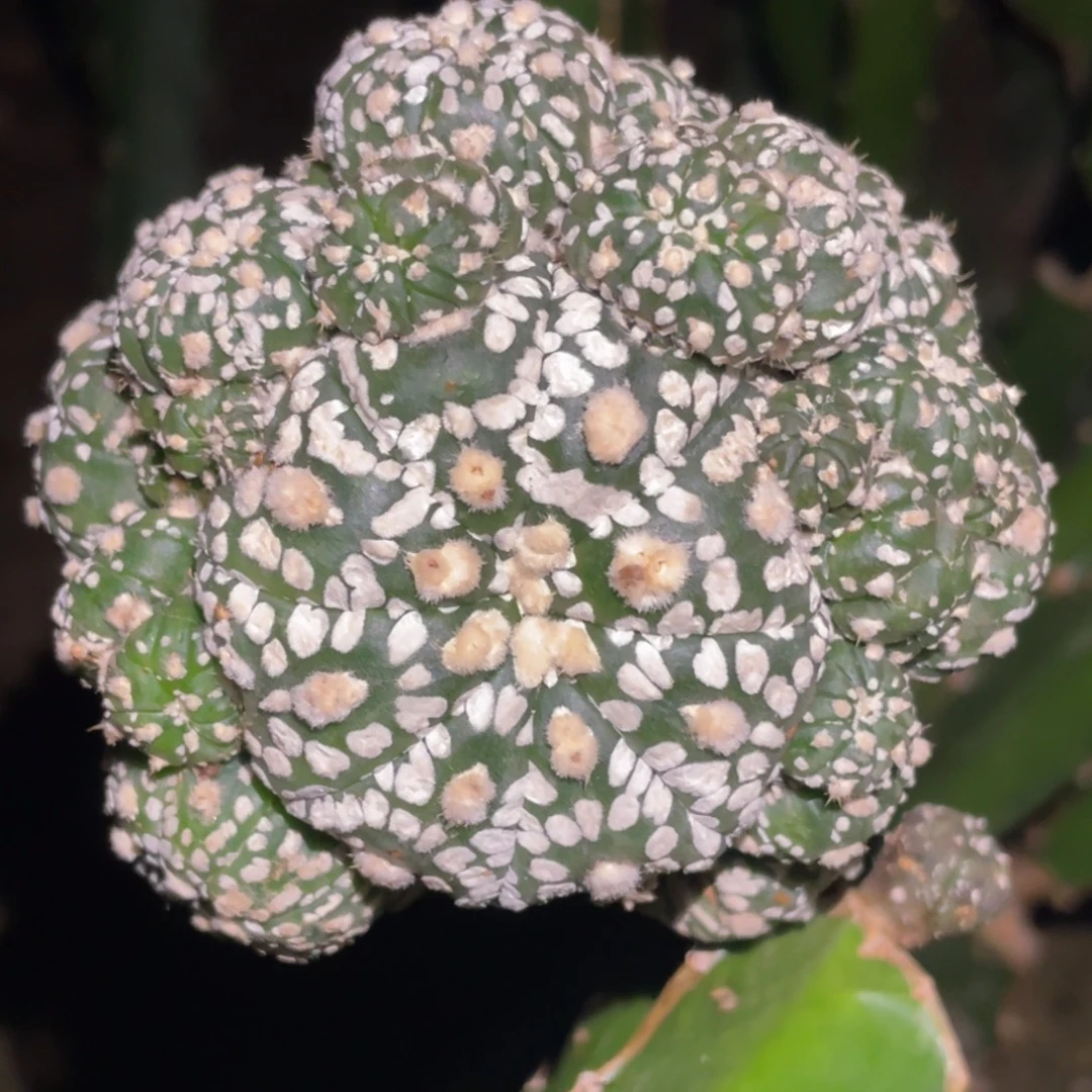 全部花朵群体912 仙人球