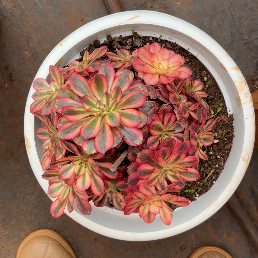 云南多肉植物初恋