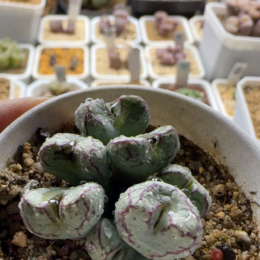 【闪购商品】爱***的0804